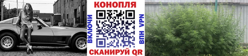 Конопля Bruce Banner  Глазов 